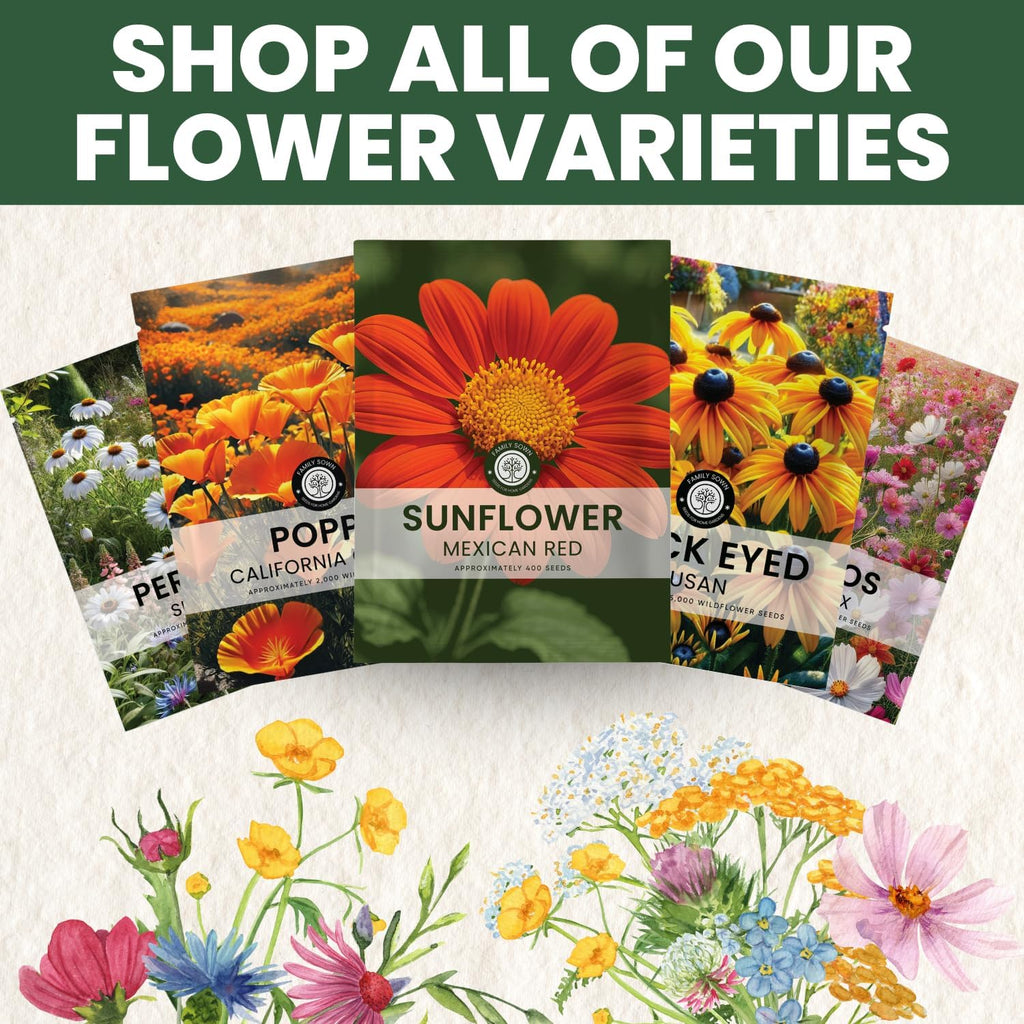 Mexican Sunflower (Red)
