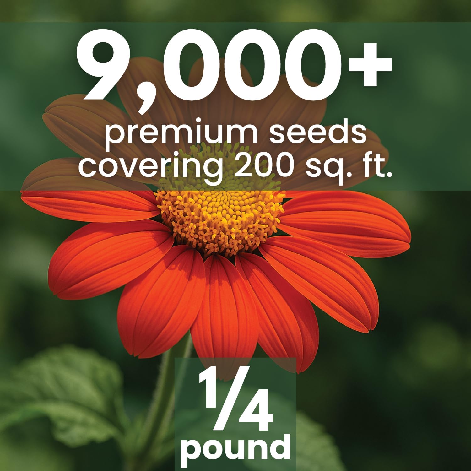 Mexican Sunflower (Red)