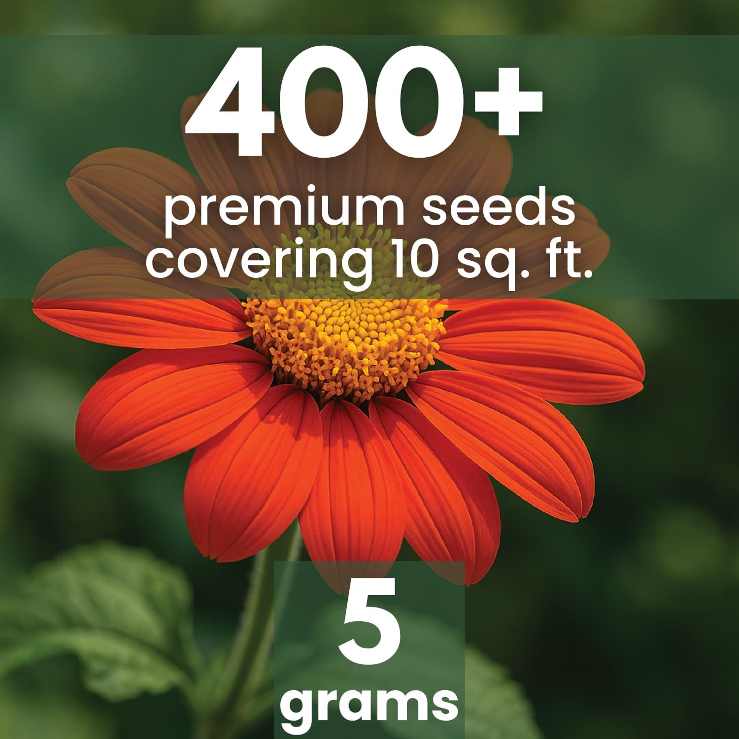 Mexican Sunflower (Red)