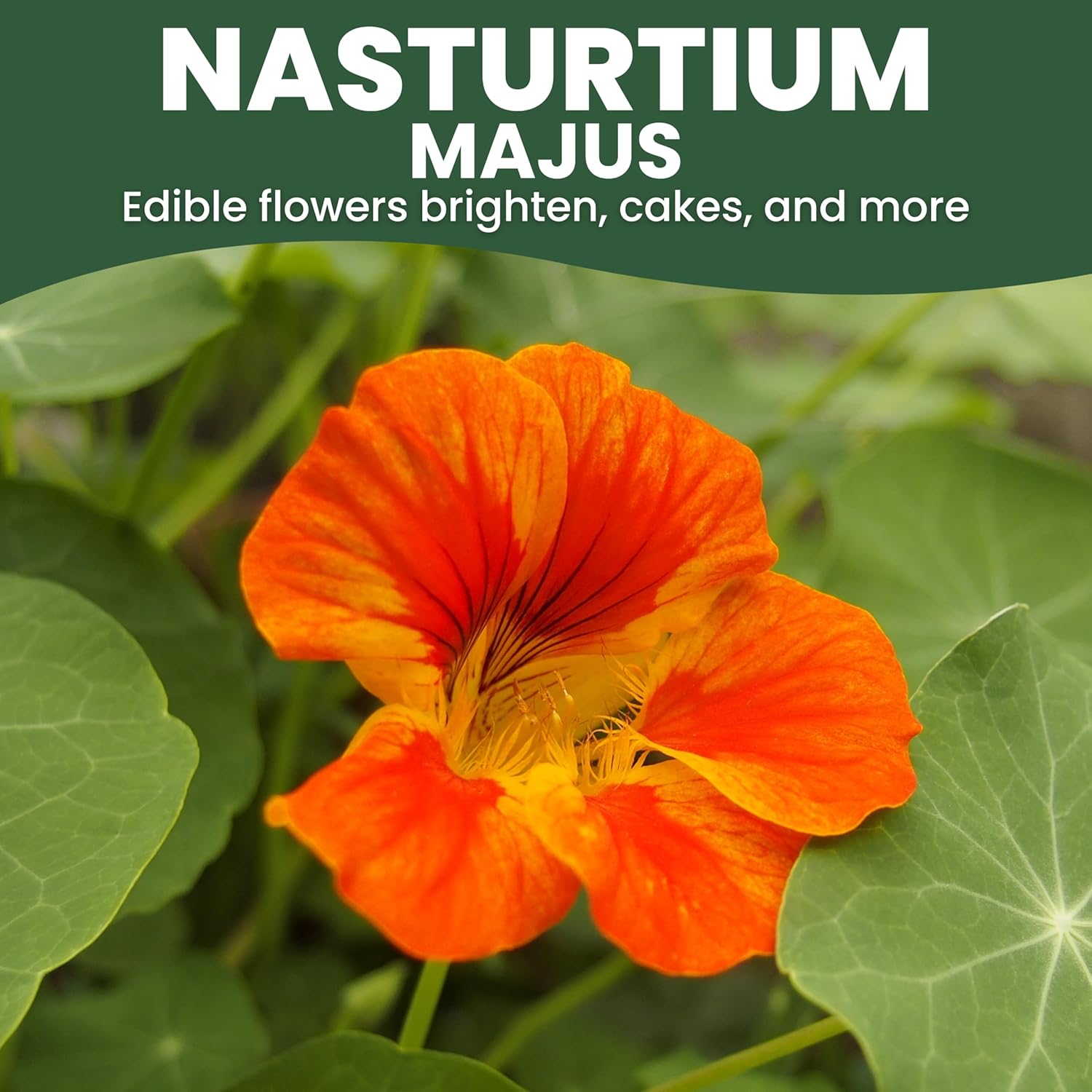 Nasturtium majus