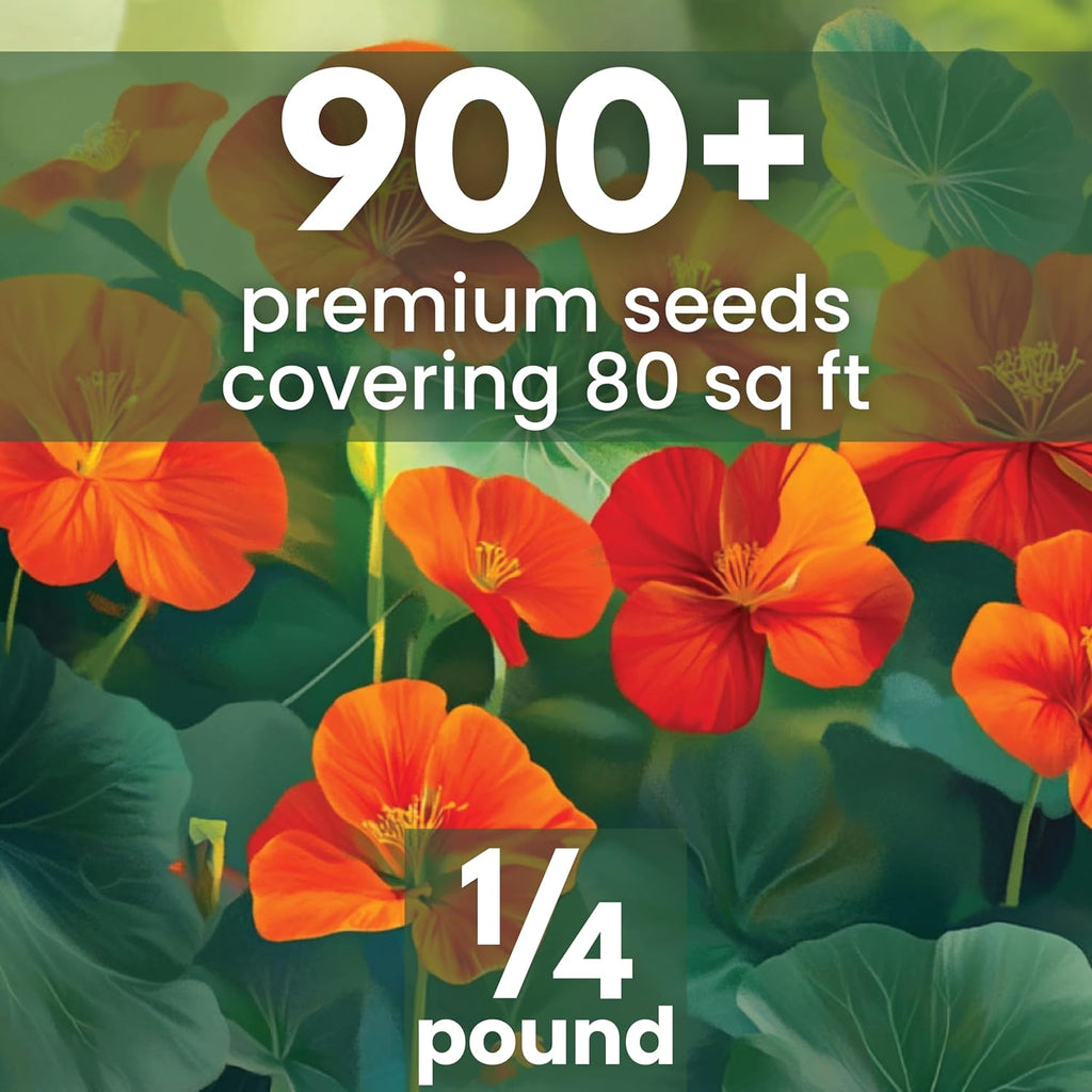 Nasturtium majus