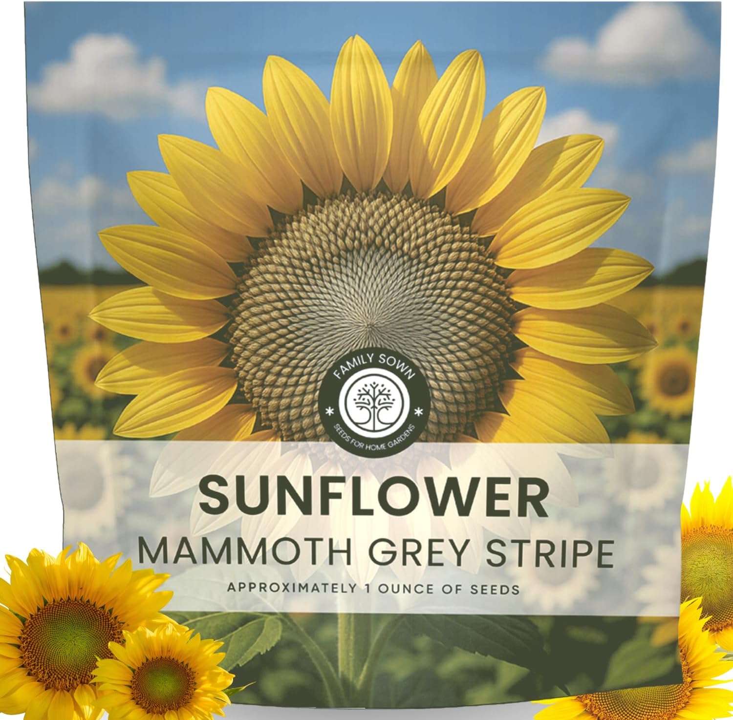 Large Grey Stripe Sunflower