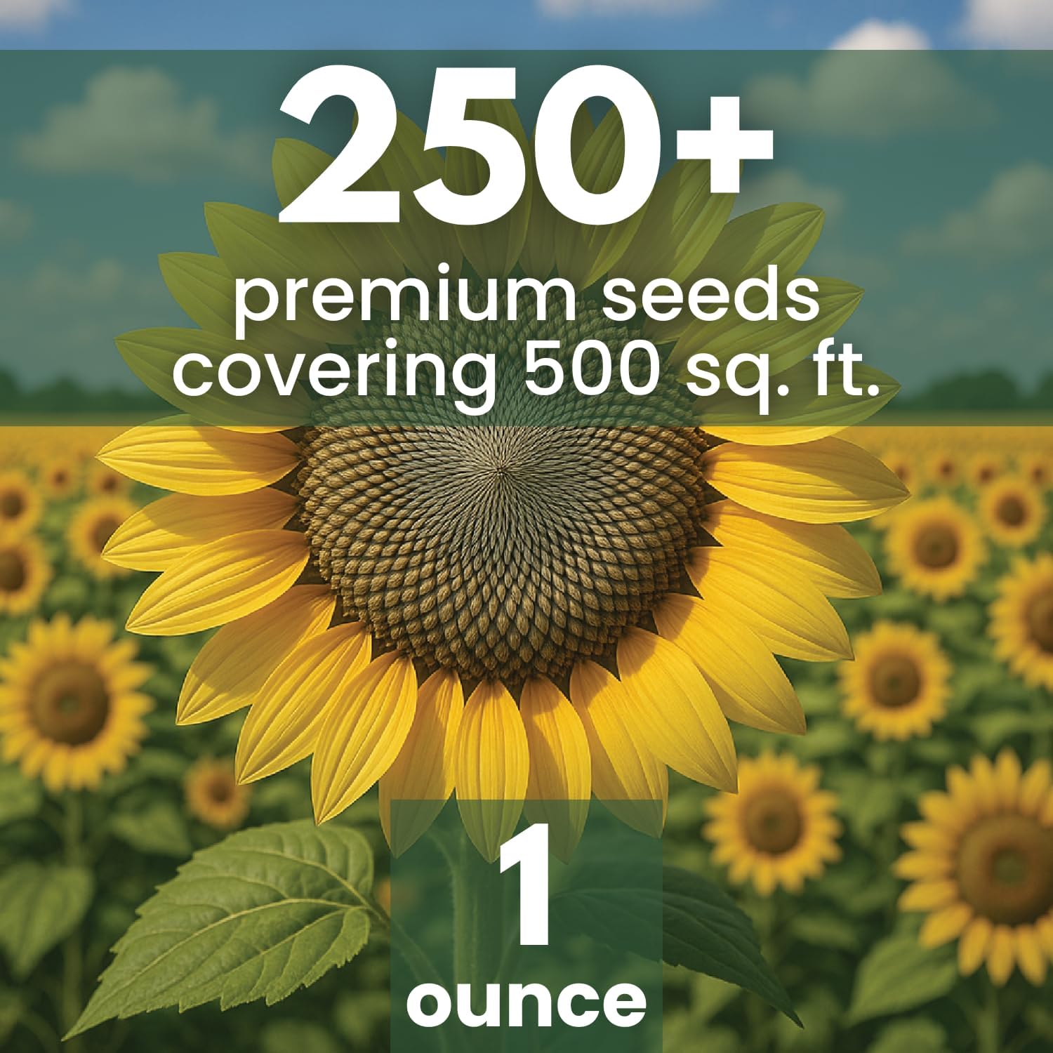 Large Grey Stripe Sunflower