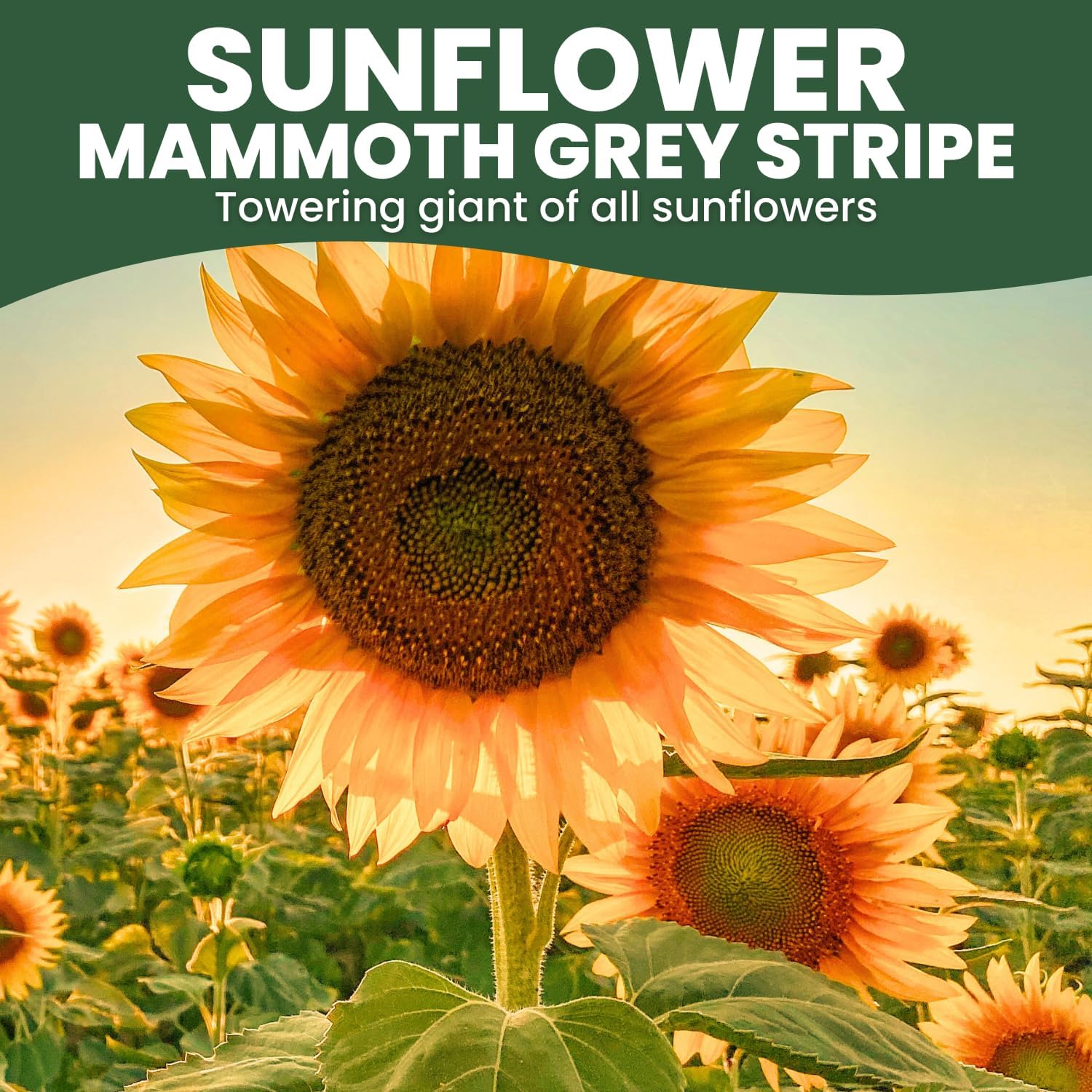 Large Grey Stripe Sunflower