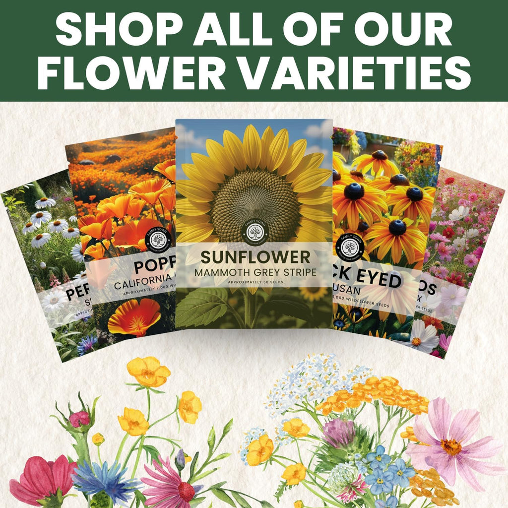 Large Grey Stripe Sunflower