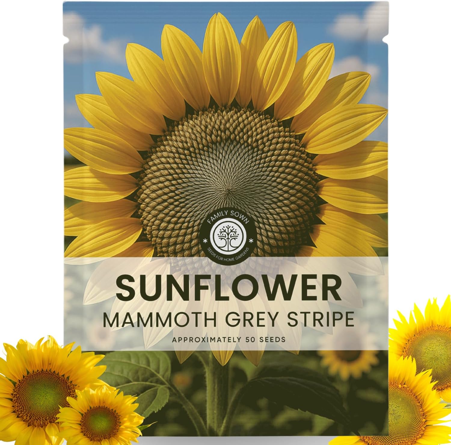 Large Grey Stripe Sunflower