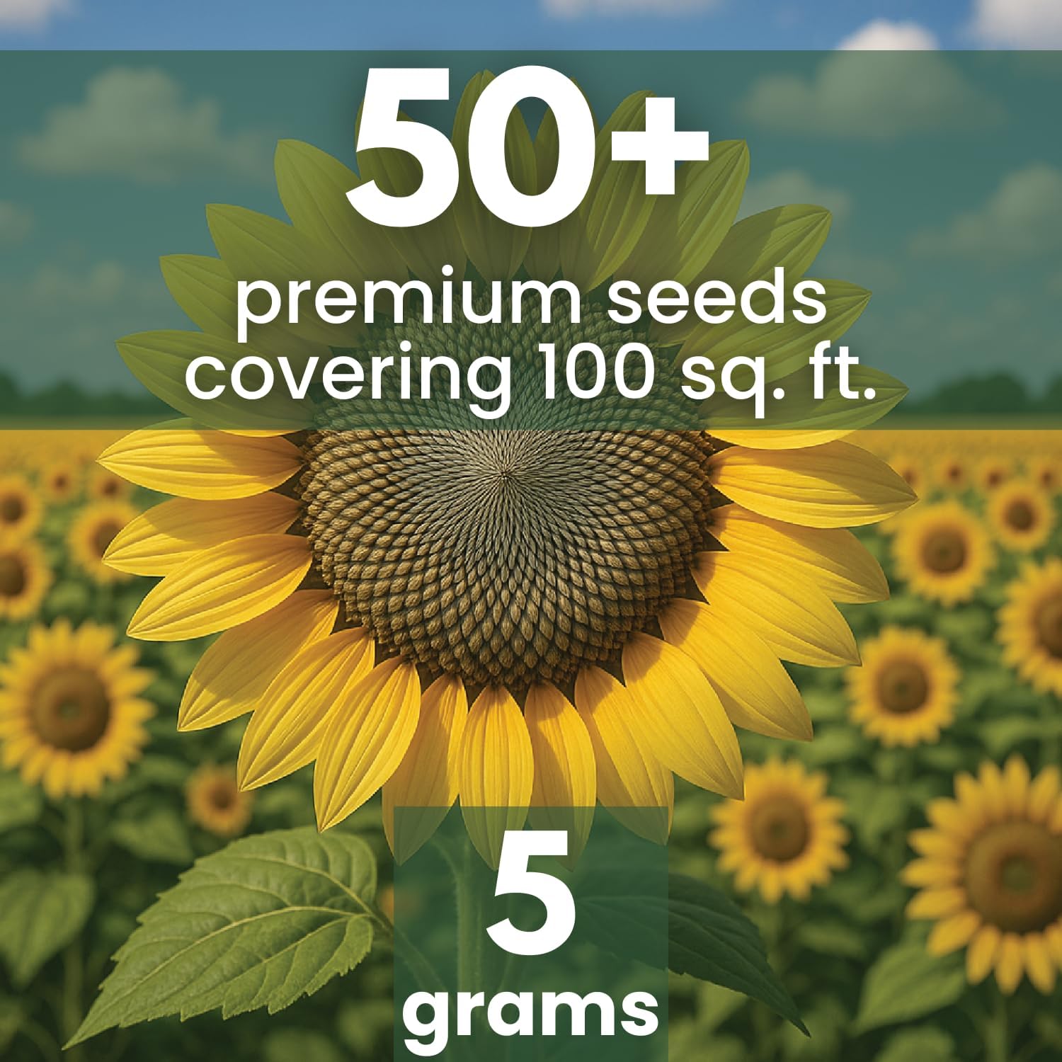 Large Grey Stripe Sunflower