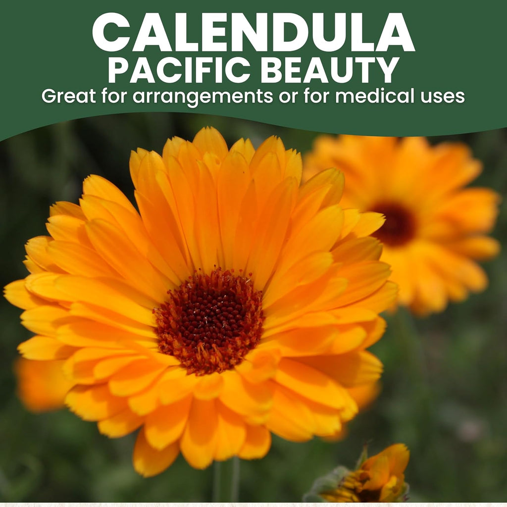 Calendula Pacific Beauty