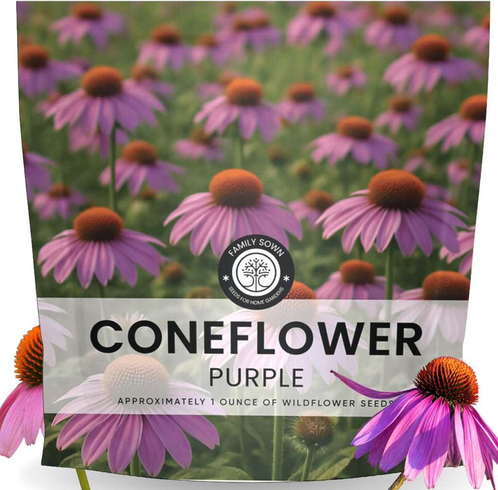 Purple Coneflower