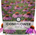 Purple Coneflower
