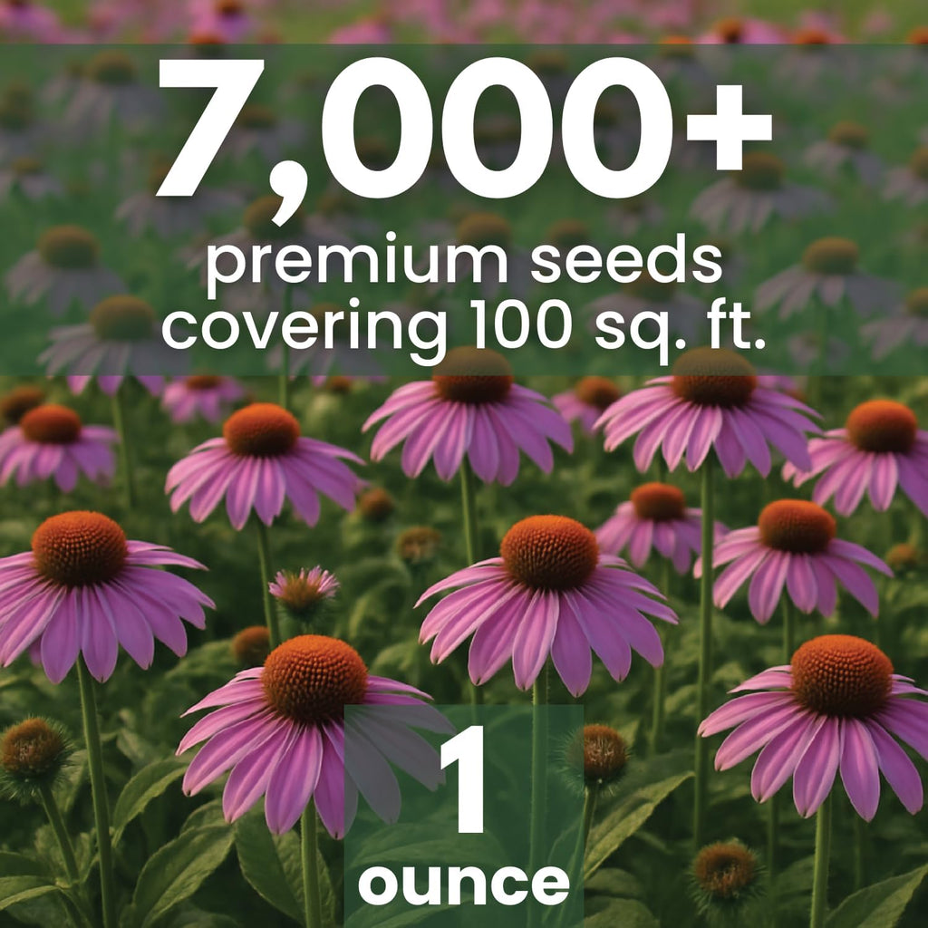 Purple Coneflower