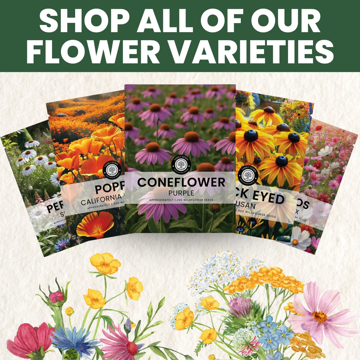 Purple Coneflower