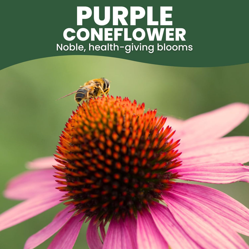 Purple Coneflower