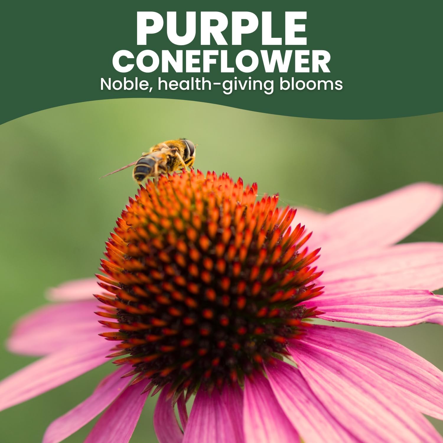 Purple Coneflower