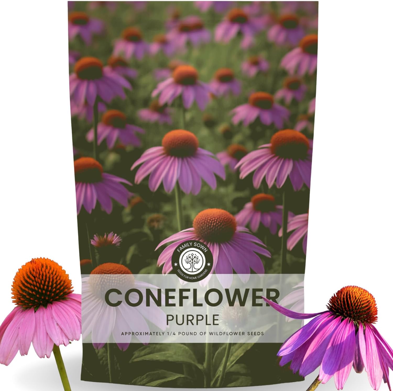 Purple Coneflower