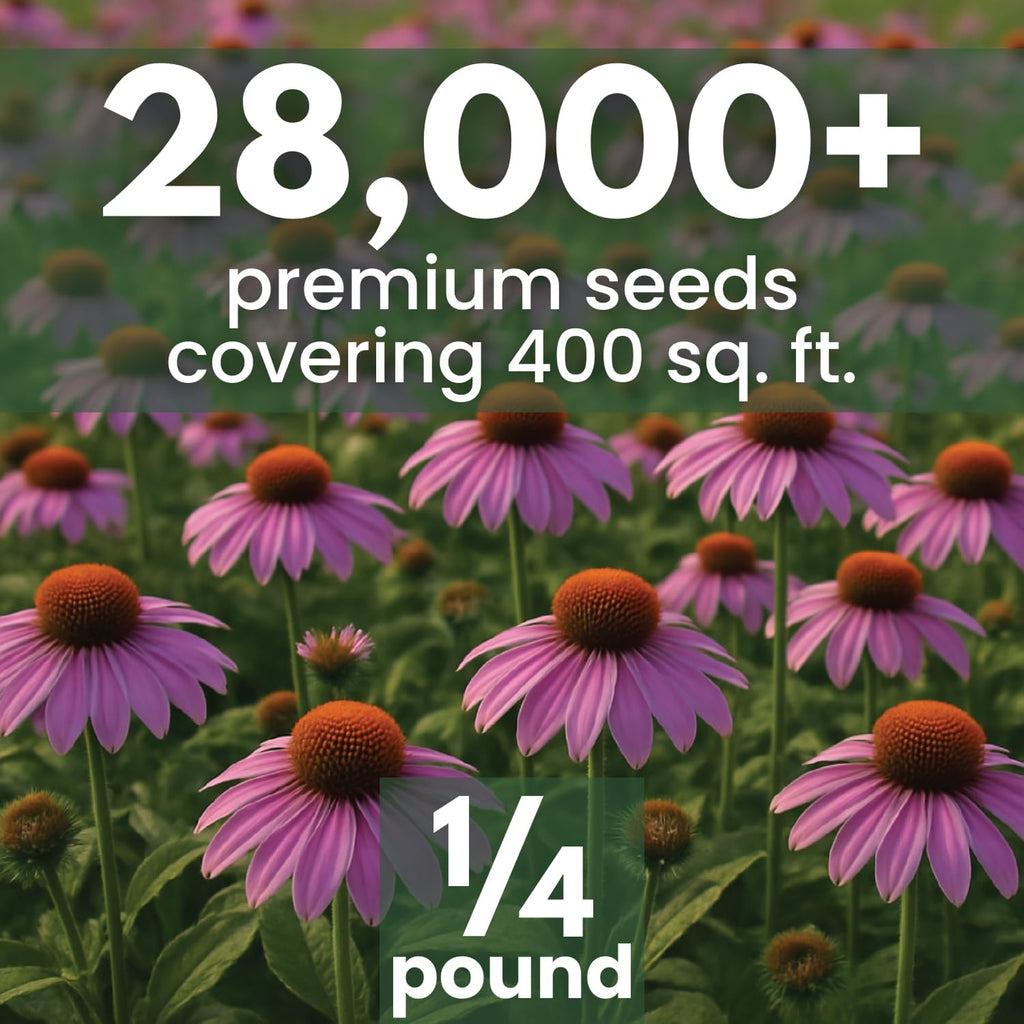 Purple Coneflower