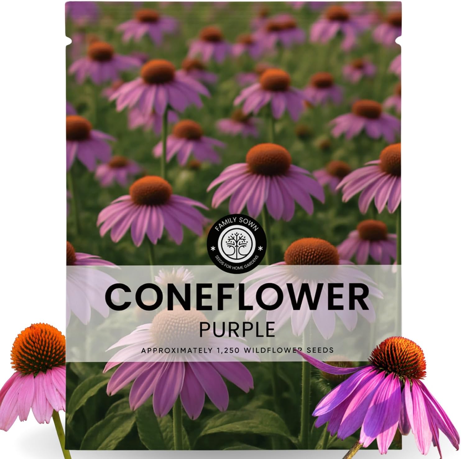 Purple Coneflower