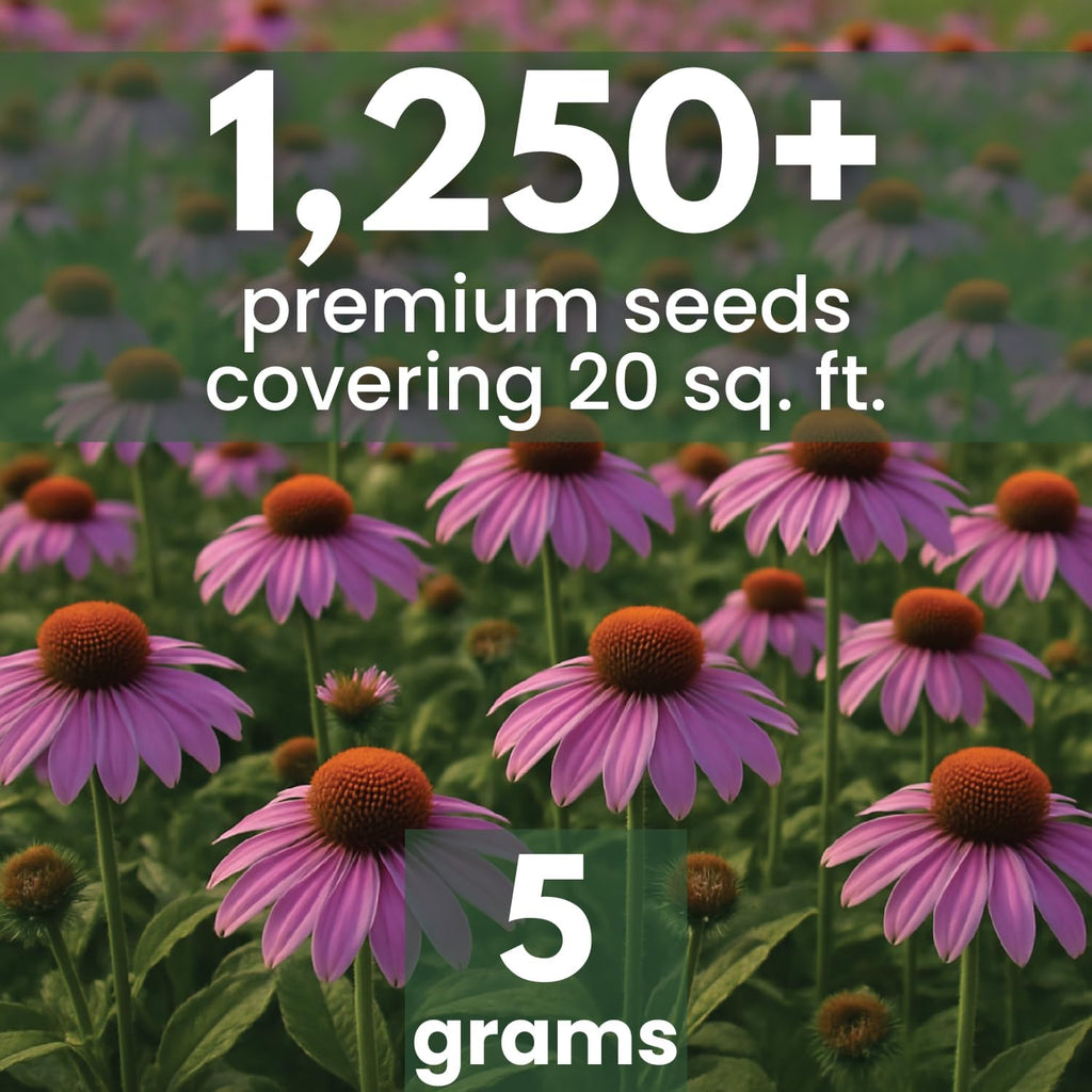 Purple Coneflower