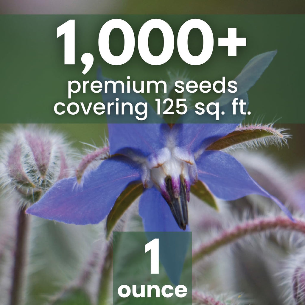 Borage