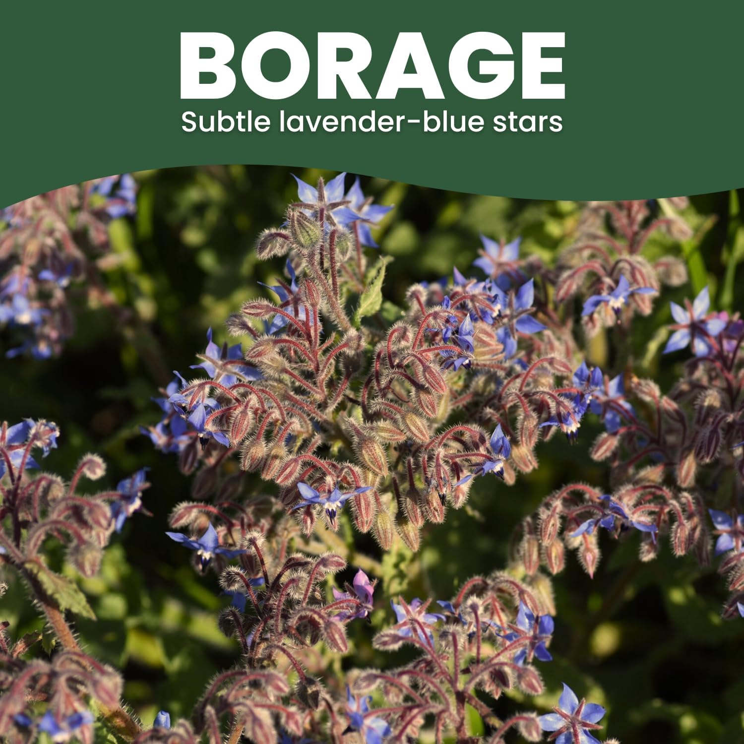 Borage