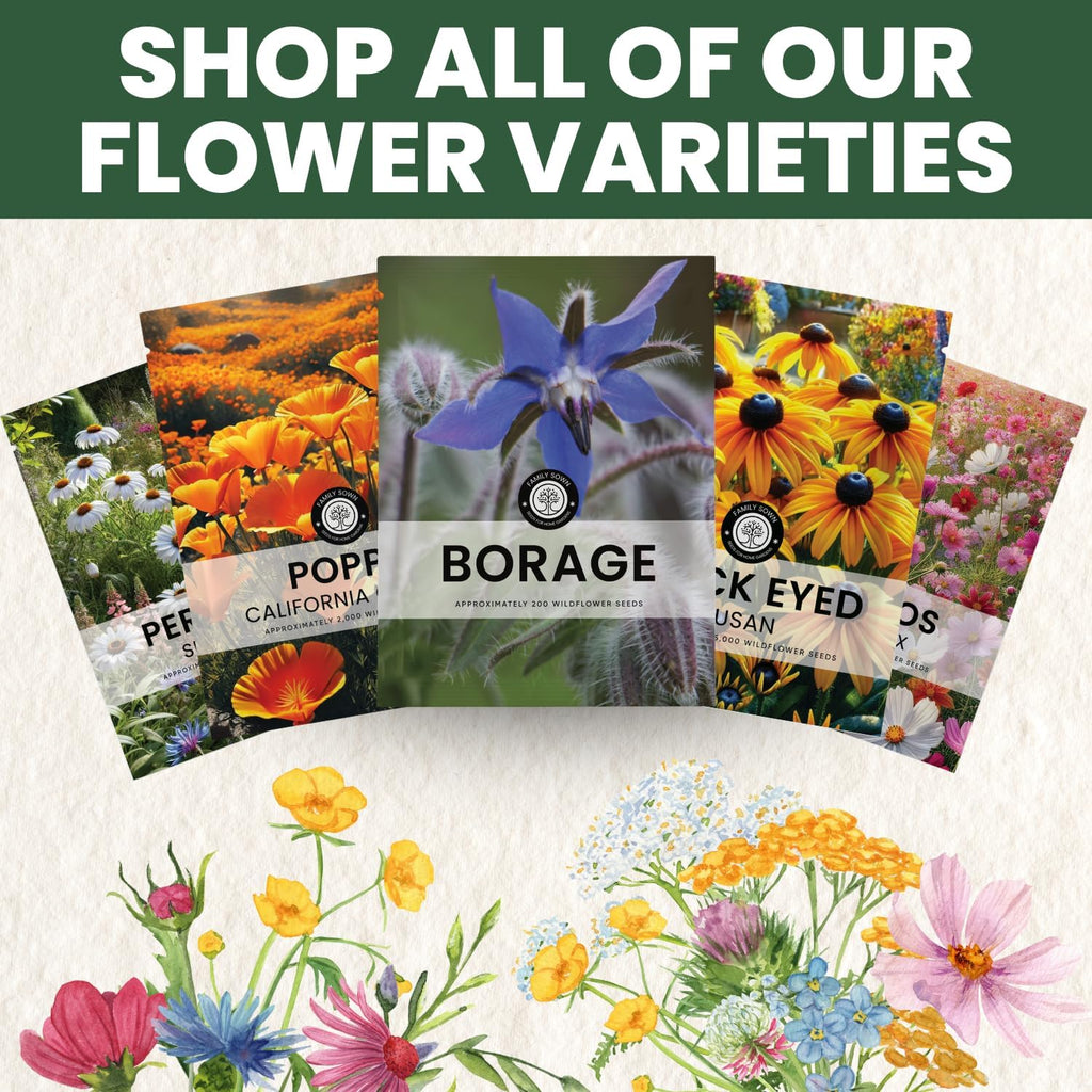Borage