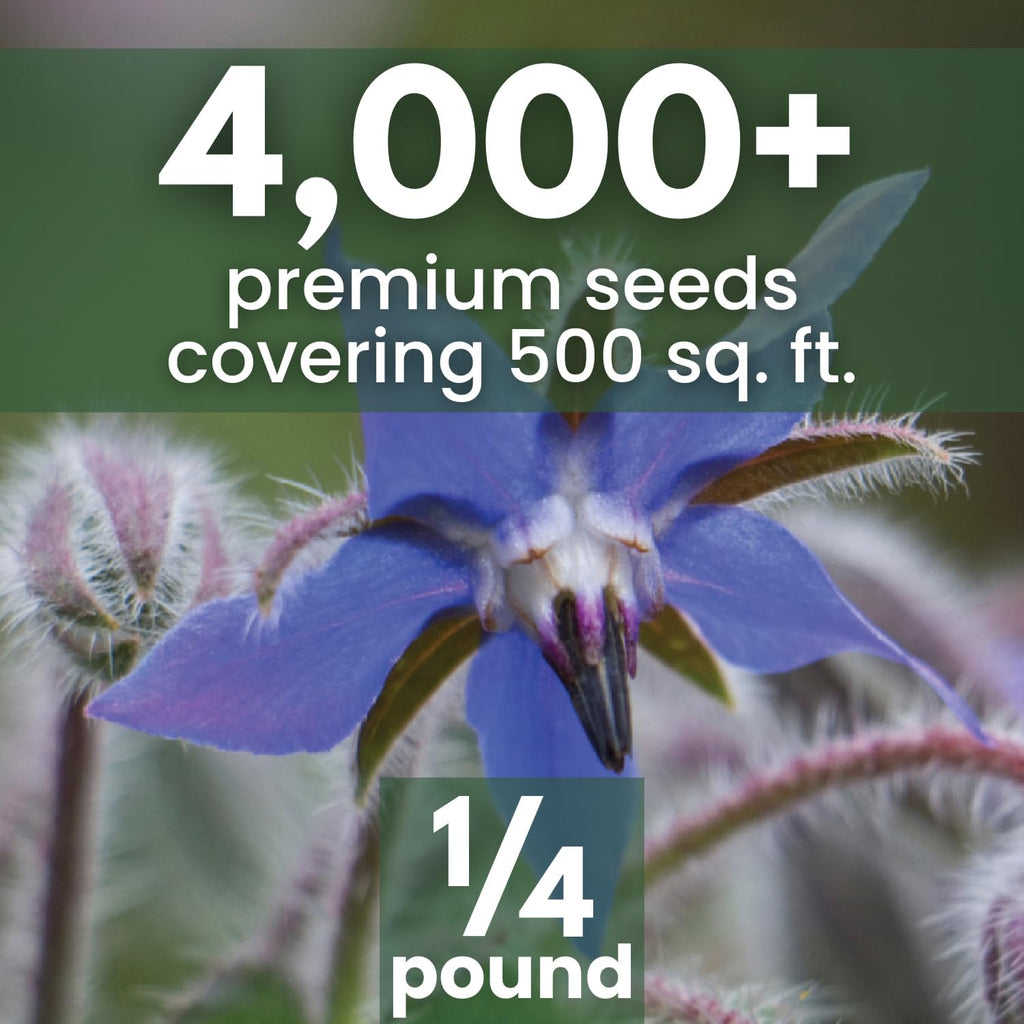 Borage
