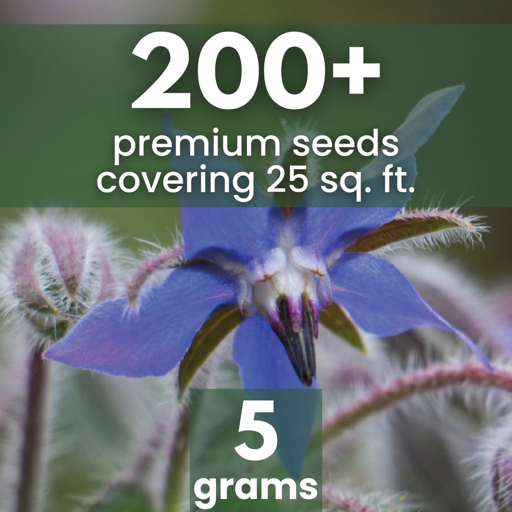Borage