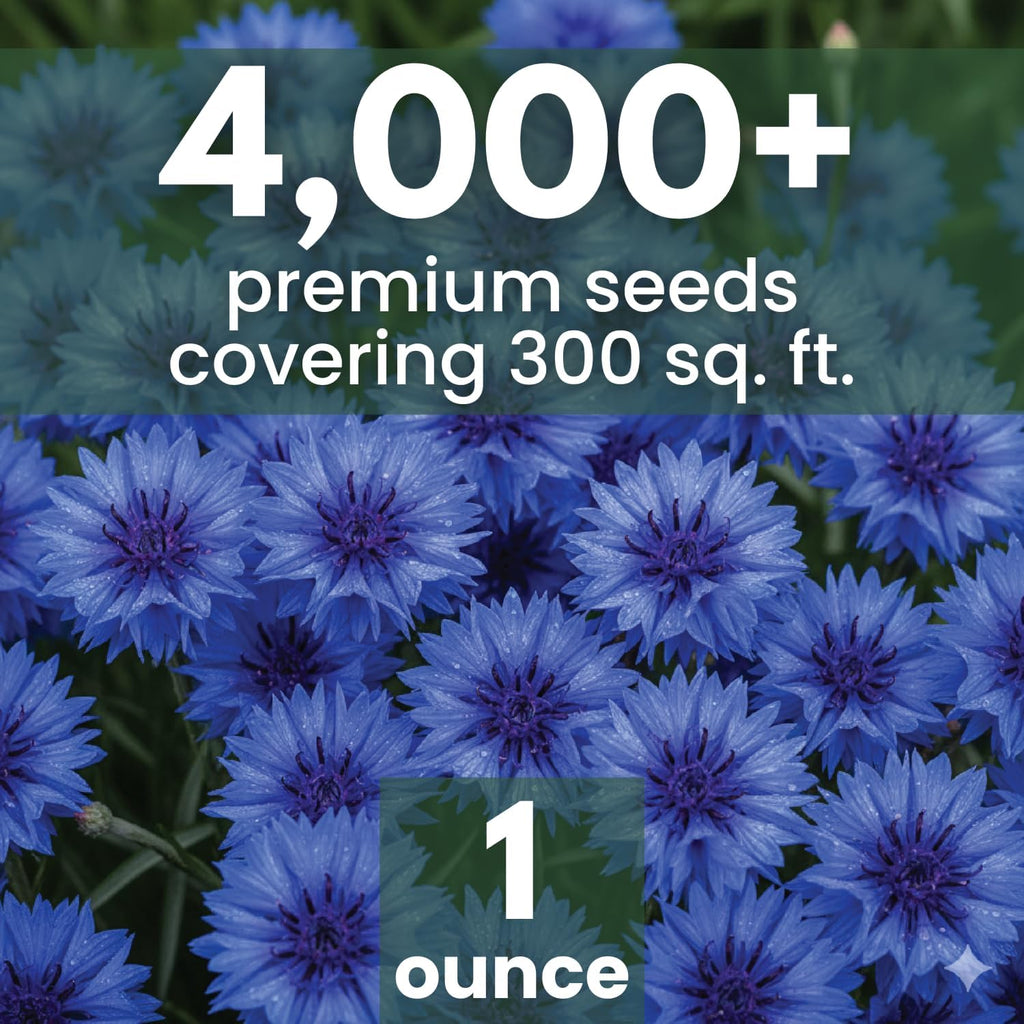 Blue Cornflower