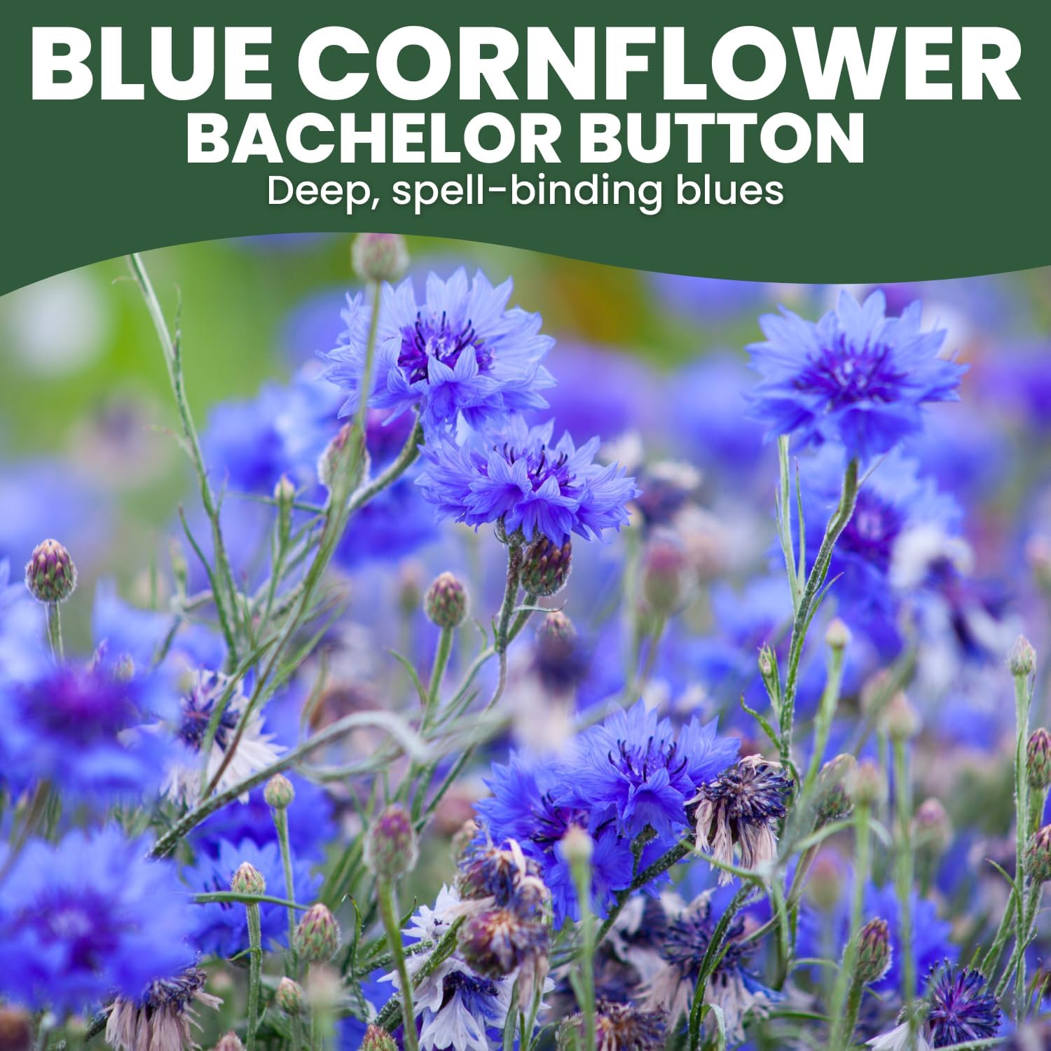 Blue Cornflower