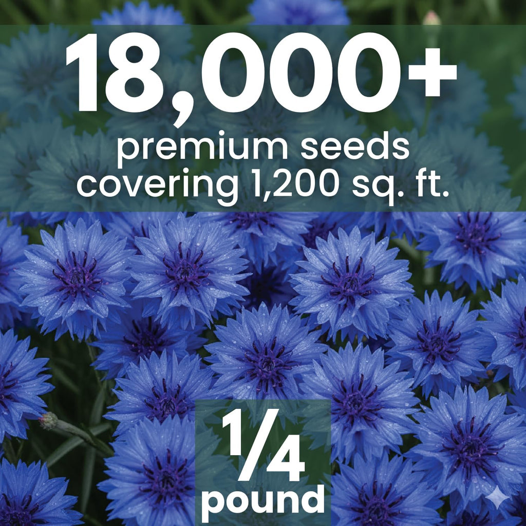 Blue Cornflower