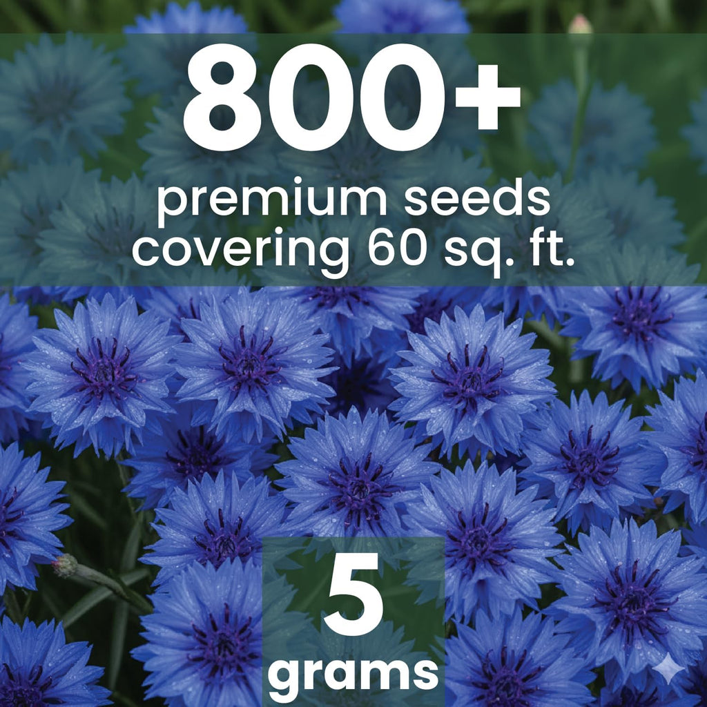 Blue Cornflower