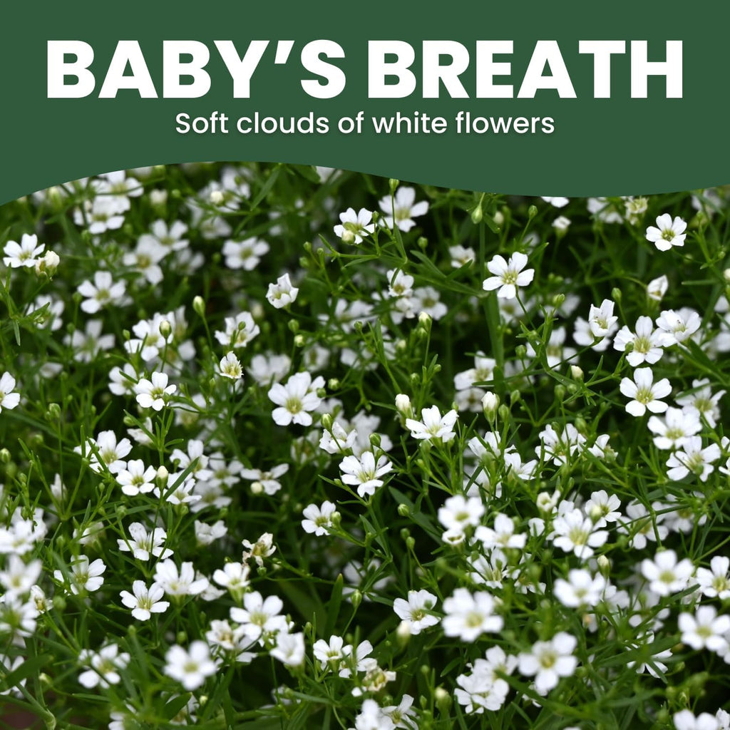 Baby’s Breath