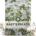 Baby’s Breath
