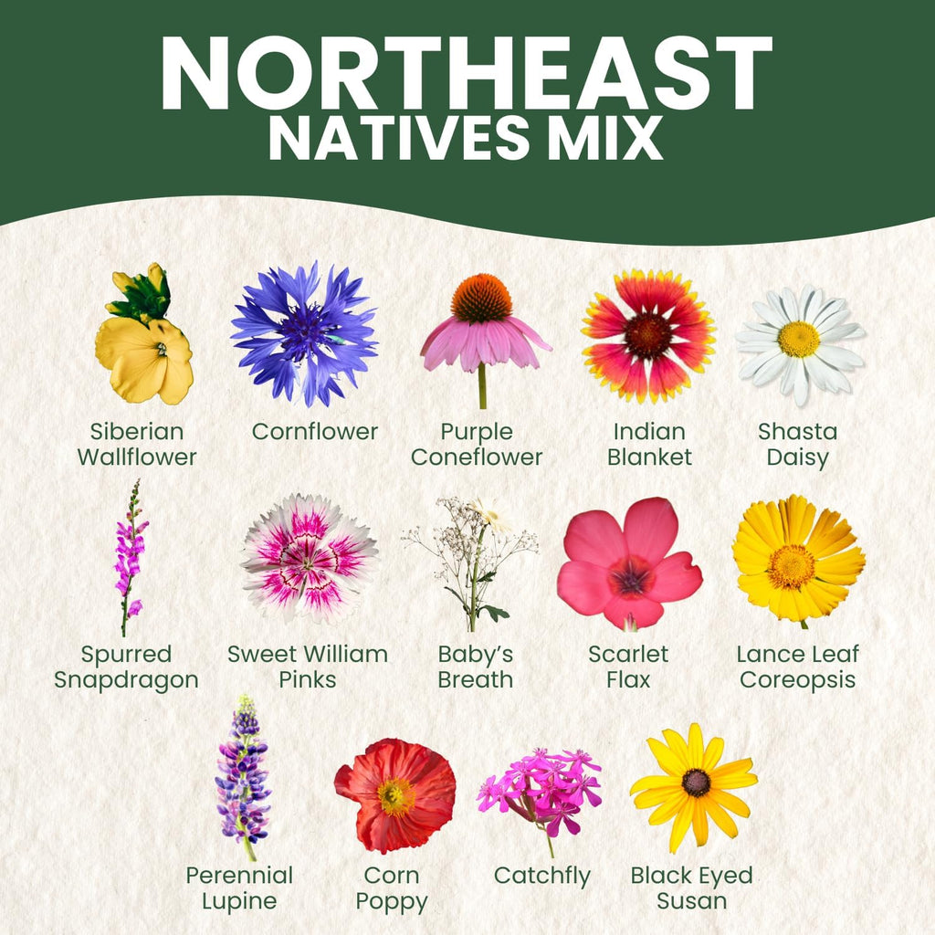 Northeast Natives Mix