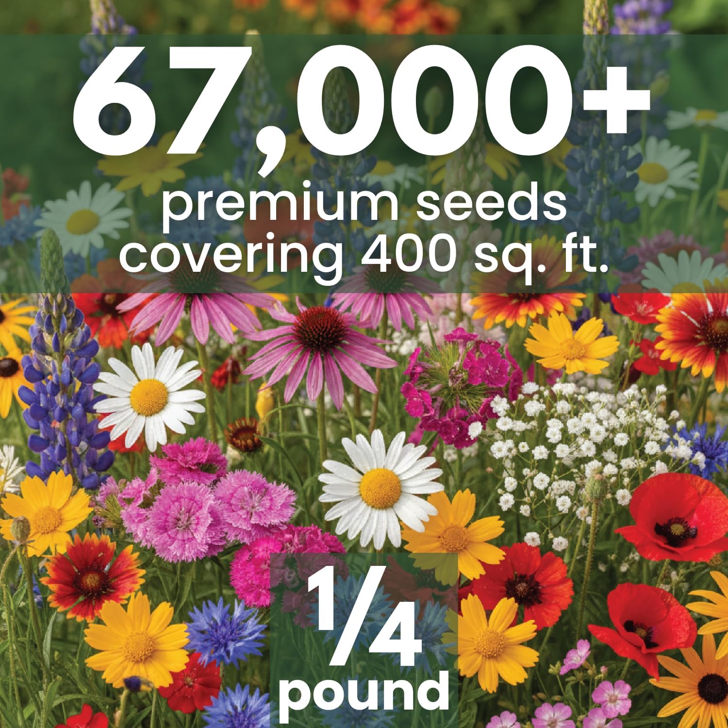 Northeast Natives Mix