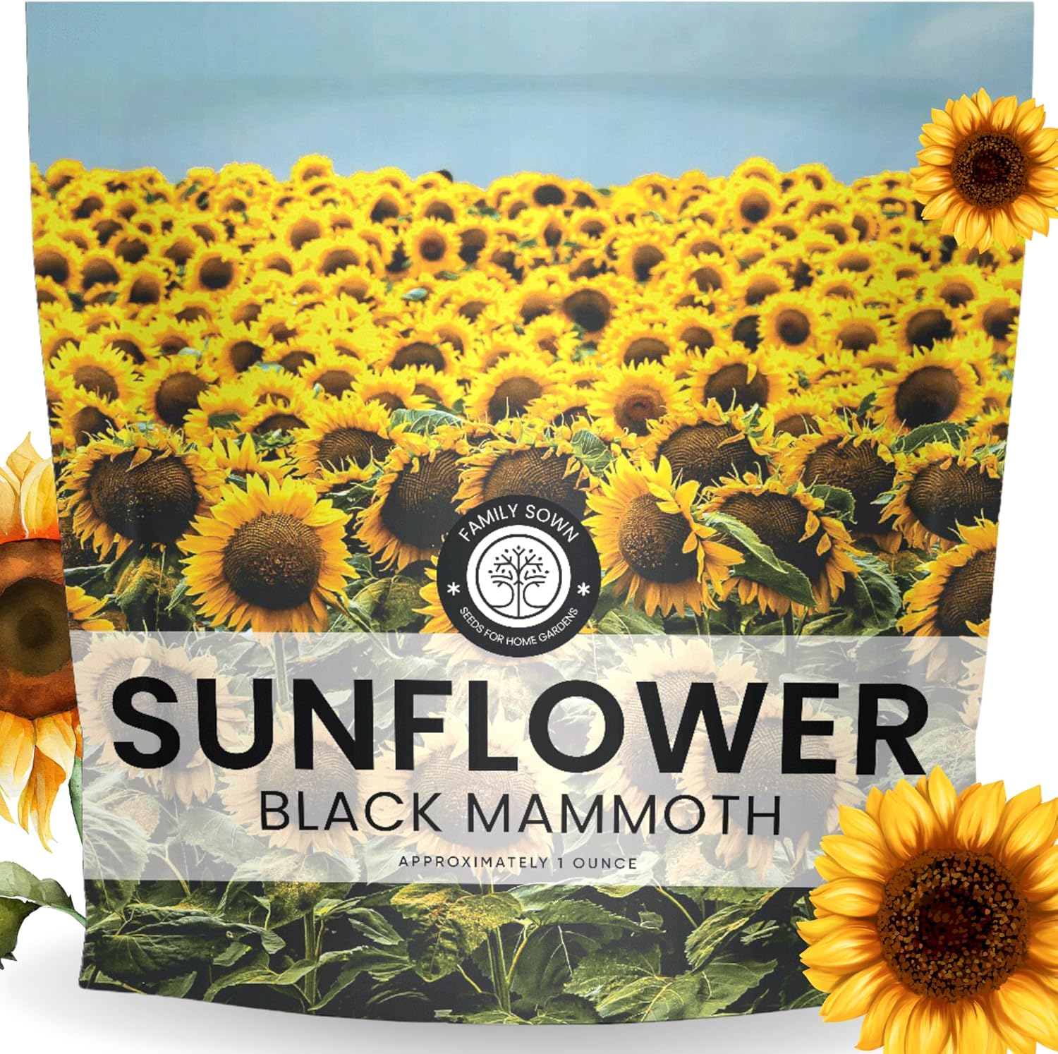 Black Mammoth Sunflower