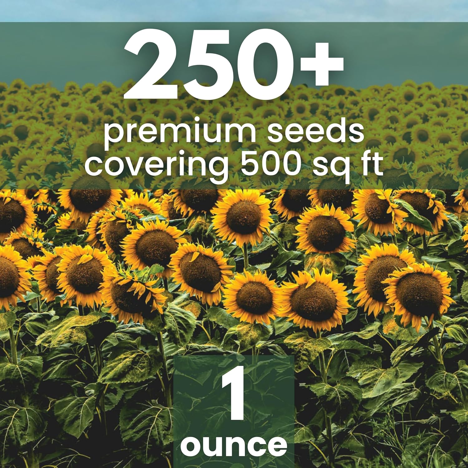 Black Mammoth Sunflower