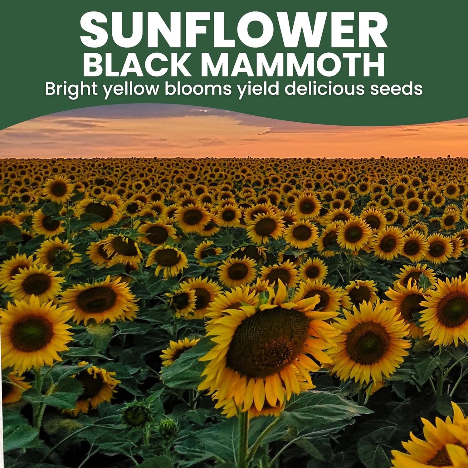 Black Mammoth Sunflower