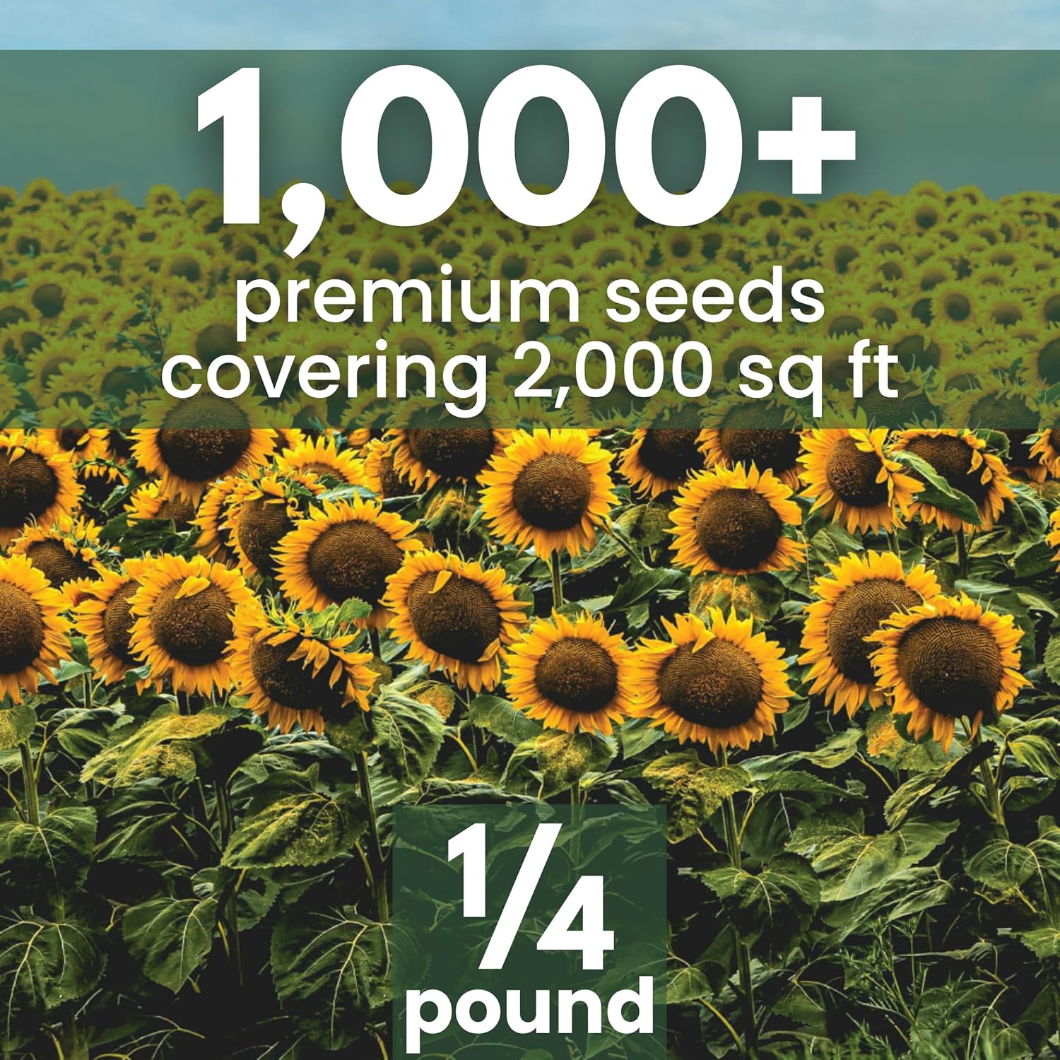 Black Mammoth Sunflower