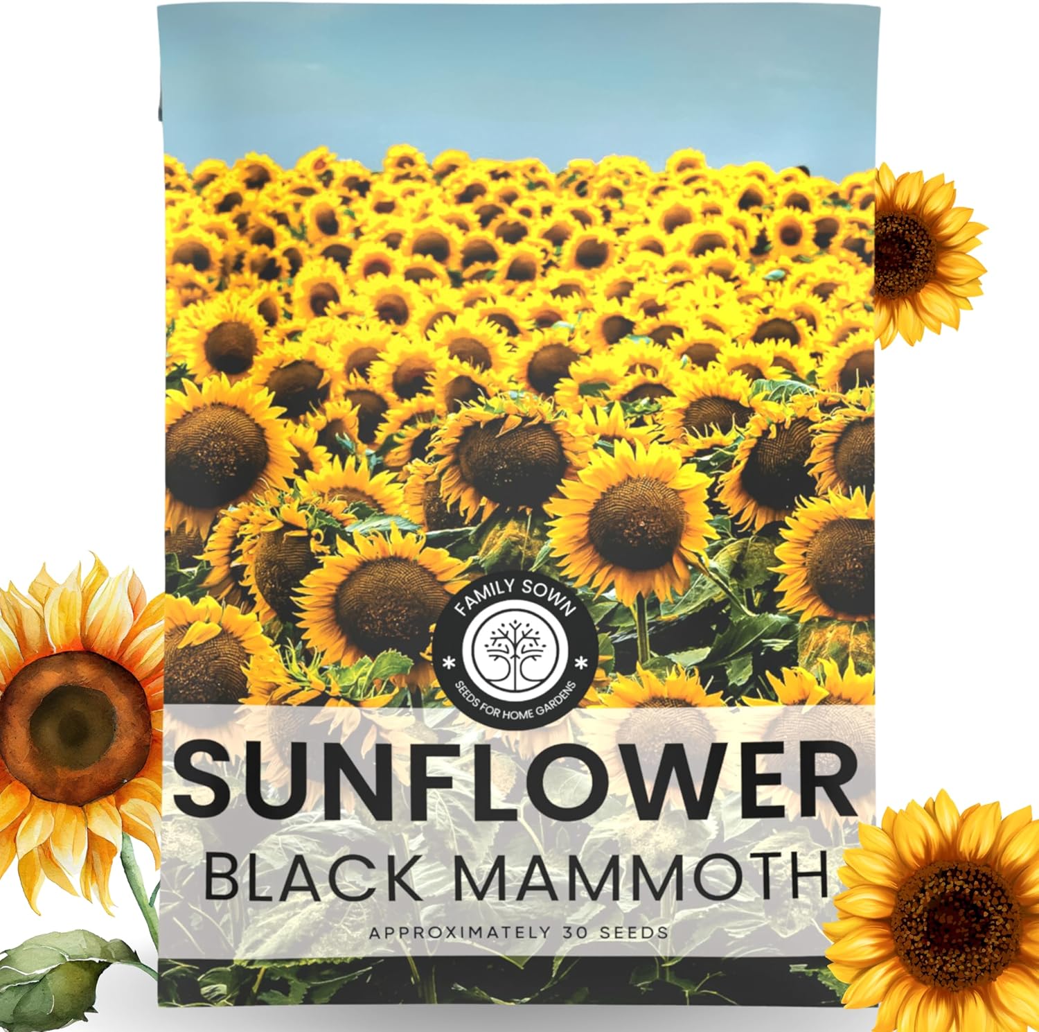 Black Mammoth Sunflower