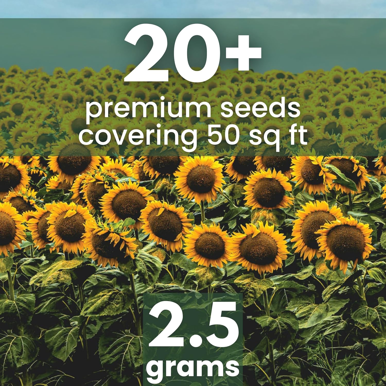 Black Mammoth Sunflower