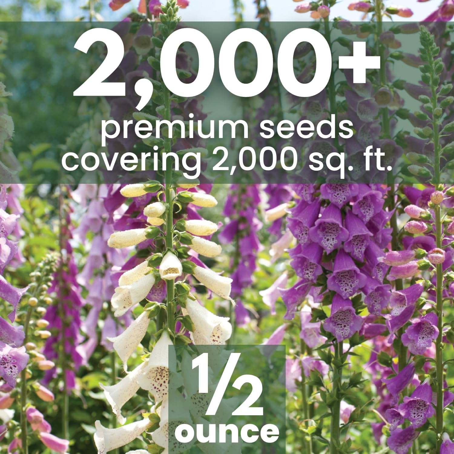 Foxglove Mixed Colors