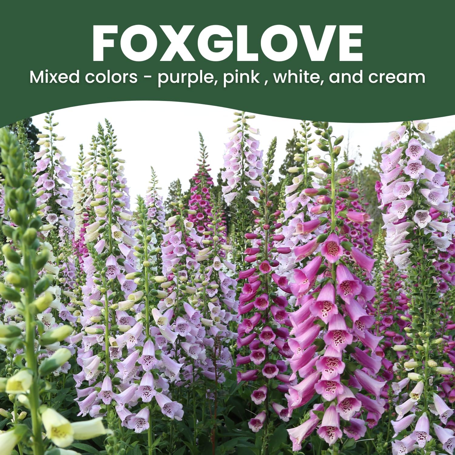 Foxglove Mixed Colors