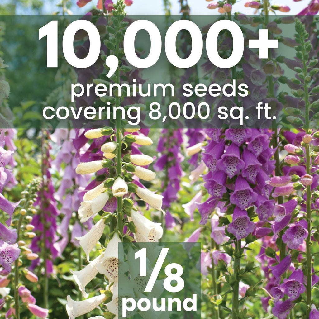 Foxglove Mixed Colors