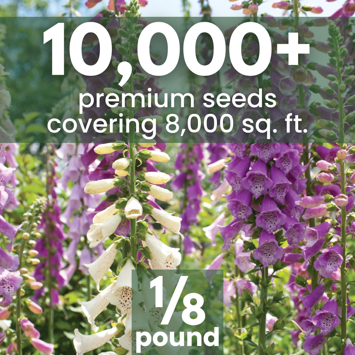 Foxglove Mixed Colors