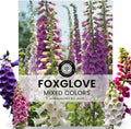 Foxglove Mixed Colors