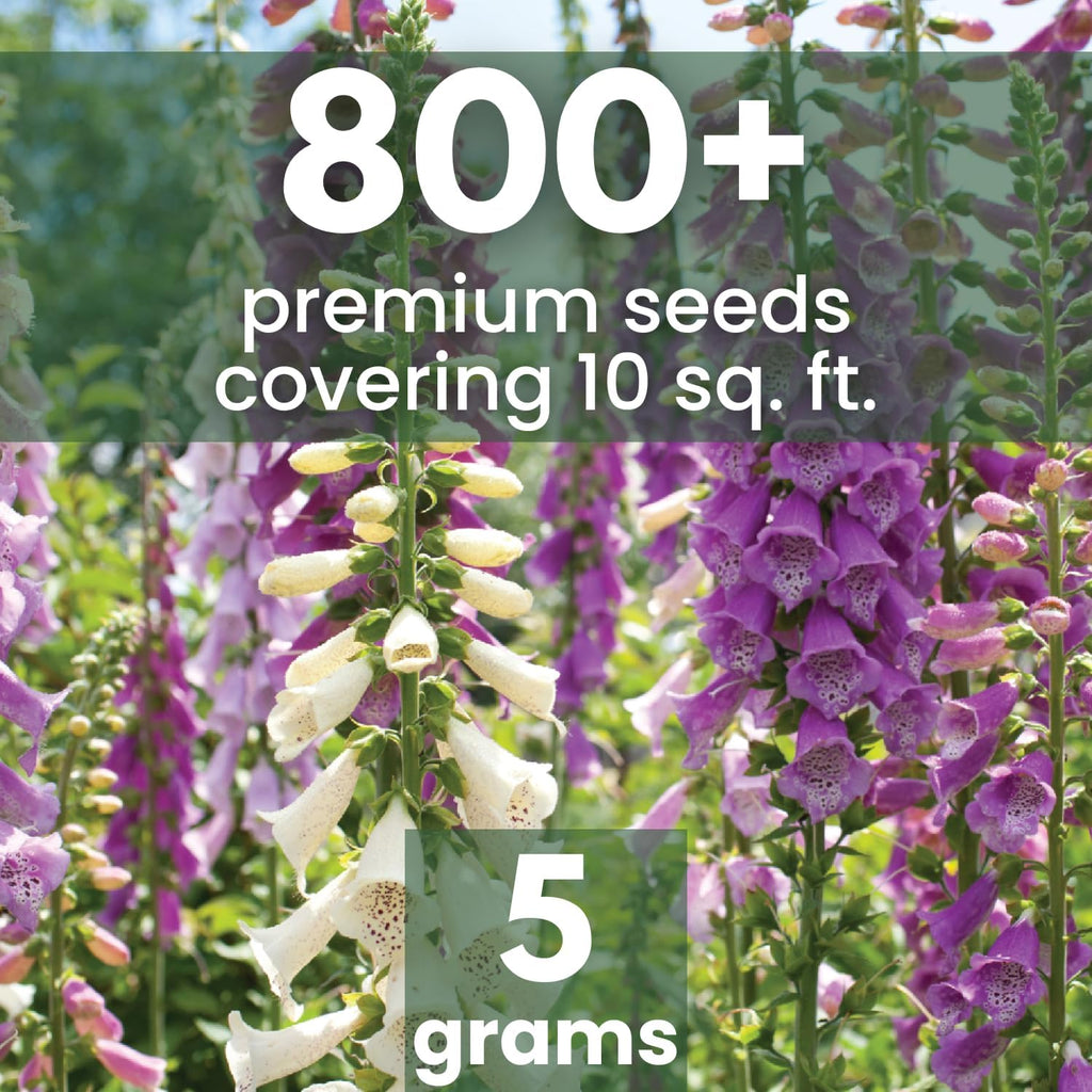 Foxglove Mixed Colors