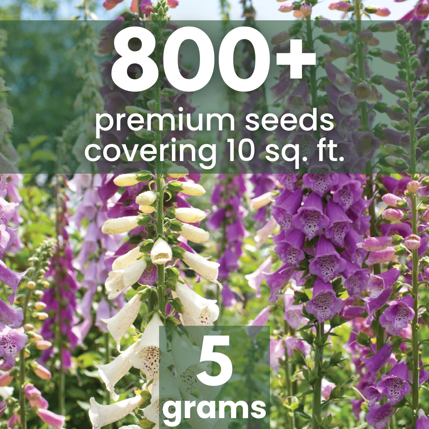 Foxglove Mixed Colors