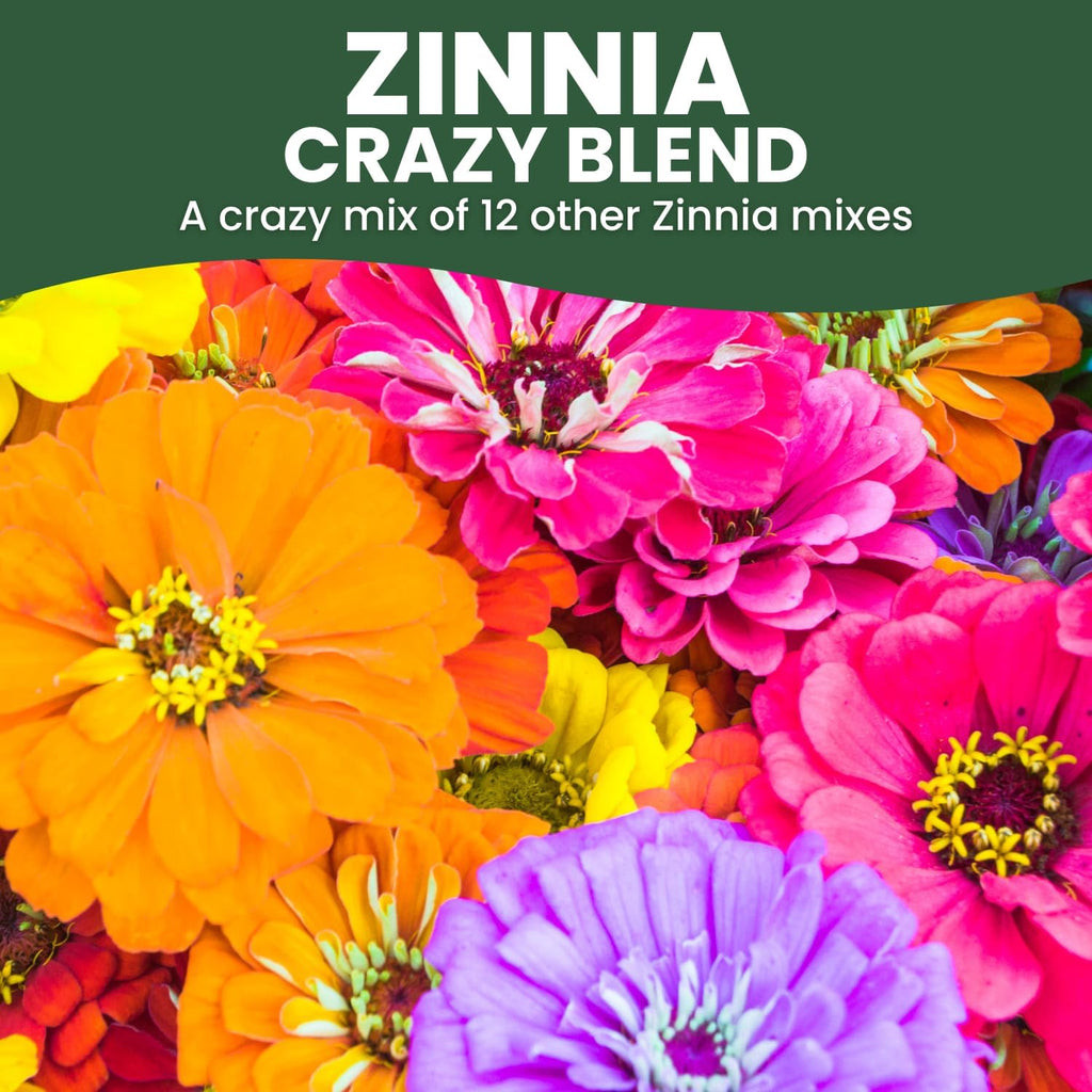 Zinnia Crazy Blend