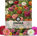 Zinnia Crazy Blend